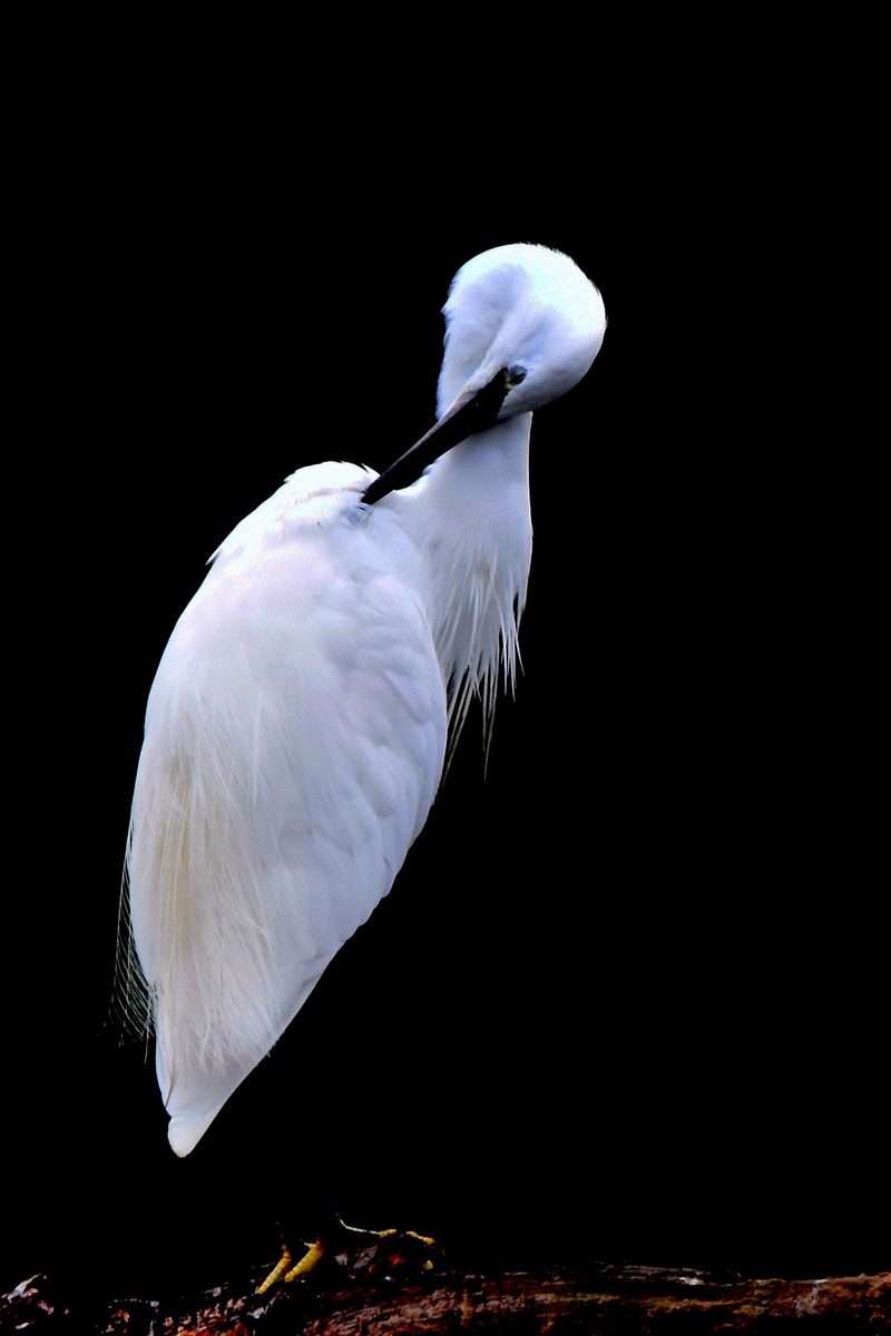 Aigrette garzette faisant sa toilette